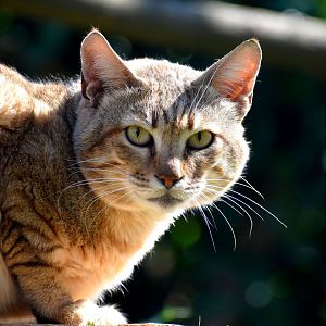 Felis silvestris gordoni - Oman Wildcat