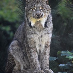 Lynx canadensis - Canadian Lynx