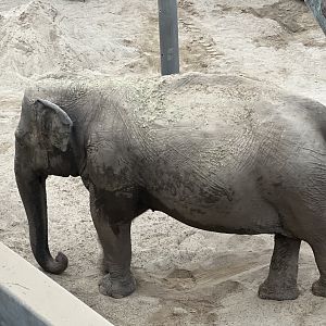 Asian Elephant Kate