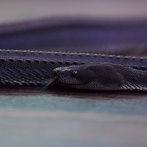 Dragon snake (Xenodermus javanicus)