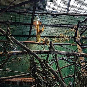 Squirrel Monkeys
