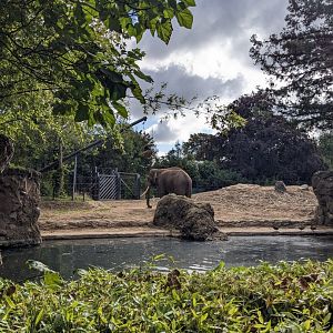 Aung Bo - Asian Elephant