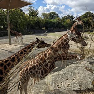 Giraffes Feeding