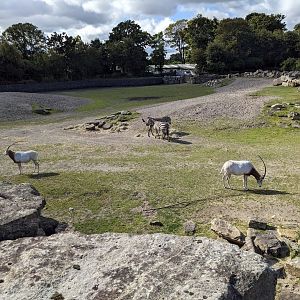 African Plains Exhibit