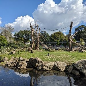 Sulawesi Macaque Island
