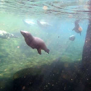 Sealions Underwater