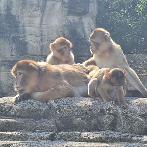 Barbary macaques