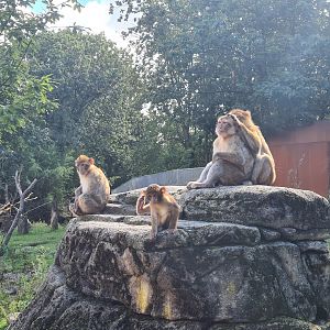 Barbary macaques