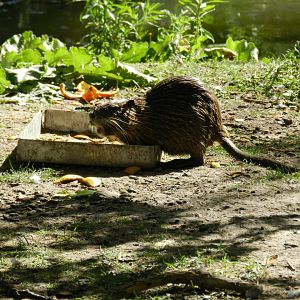 Wild coypu - Ecoparque BA