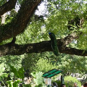 Free roaming peafowl - Ecoparque BA