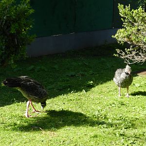Southern screamers - Ecoparque BA