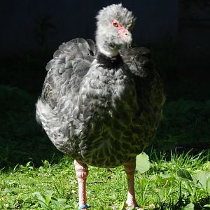 Southern screamer - Ecoparque BA