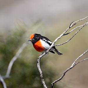Red-capped Robin