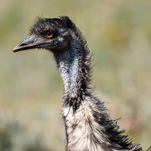Emu