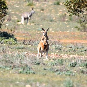 Red Kangaroos