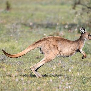Western Grey Kangaroo