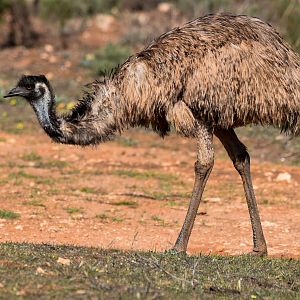 Emu