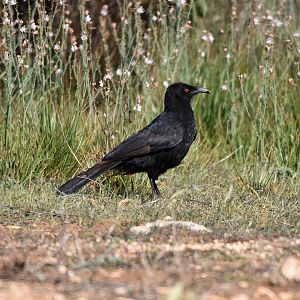 White-winged Chough