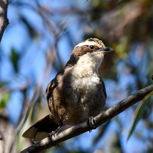 White-browed Babbler