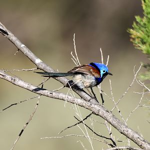 Purple-backed Fairywren