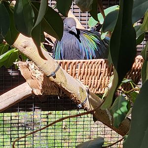 Nesting nicobar pigeon