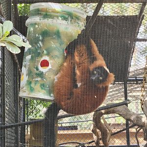 Red ruffed lemur