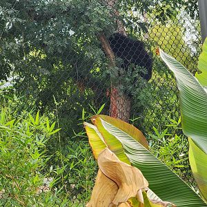 Sloth bear in tree