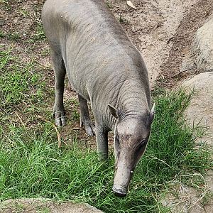 Grazing babirusa
