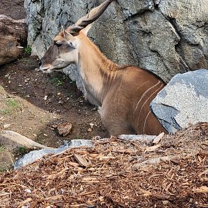 Eland in kopje
