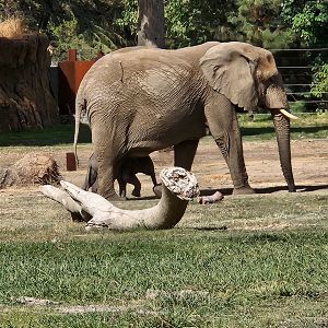 Elephant mother and baby
