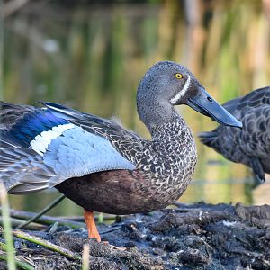 Australasian Shovelver