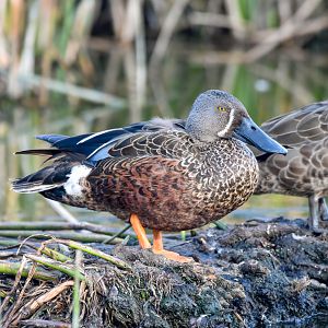 Australasian Shoveler