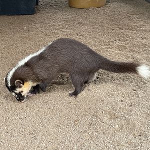 Unsigned Ferret Badger ID?
