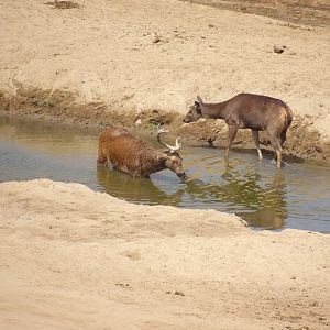 Deer sp. San Diego Zoo Safari Park