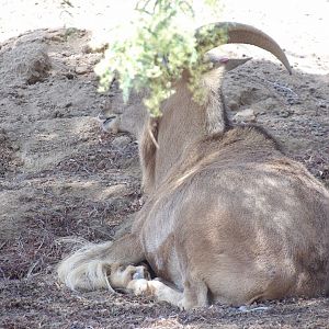 Species ID. - San Diego Zoo Safari Park