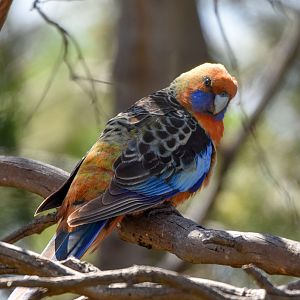 Adelaide Rosella