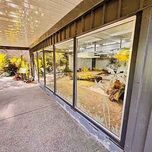 Komodo Dragon enclosure- female