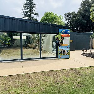Komodo Dragon enclosure - male