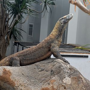 Komodo Dragon - new male Reba