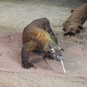 Komodo Dragon - female Cecilia