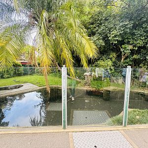 American alligator enclosure