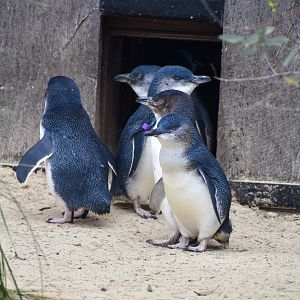 Australian Little Penguins