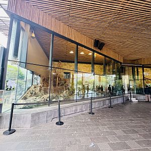 Giant panda dayrooms