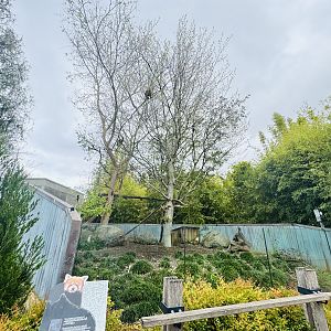 Red panda hillside enclosure