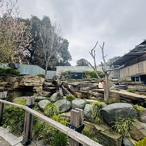 Giant panda enclosure