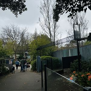 Red panda aerial pathway