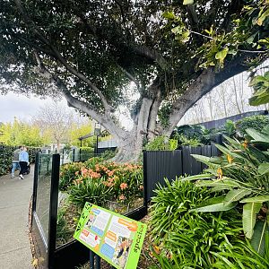 Red panda fig tree enclosure