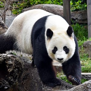 Giant Panda - male Wang Wang