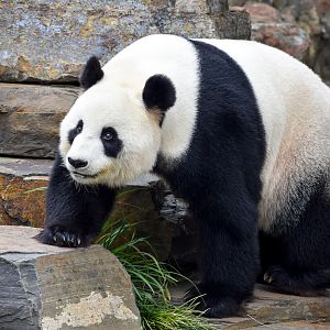 Giant Panda - male Wang Wang