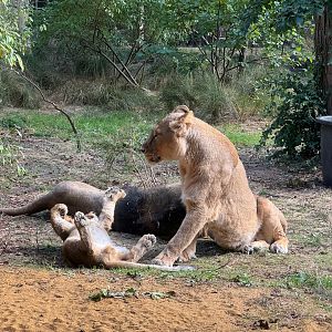 Arya and Bhanu with one of her cubs